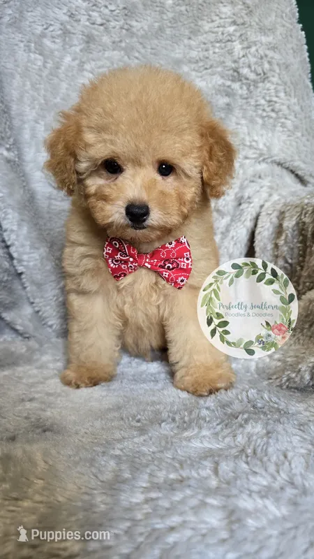 Red bow boy – Poodle - Toy  puppy for sale in Warrior, AL
