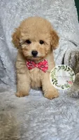 Red bow boy, a male Poodle - Toy  for sale in Warrior, AL – 1 of 5