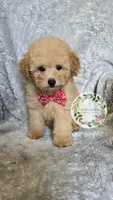 Red bow boy, a male Poodle - Toy  for sale in Warrior, AL – 2 of 5