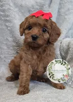 Red girl, a female Cavapoo for sale in Warrior, AL – Photo 1 of 3