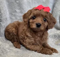 Red girl, a female Cavapoo for sale in Warrior, AL – Photo 2 of 3