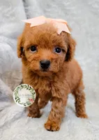 Peach bow girl, a female Poodle - Toy  for sale in Warrior, AL – 2 of 4