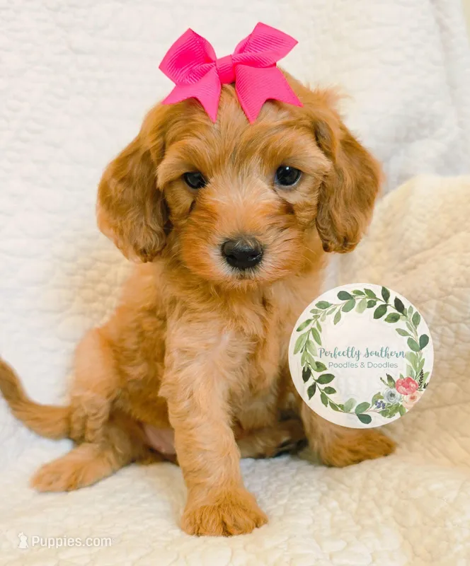 Pink bow girl – Cavapoo puppy for sale in Warrior, AL