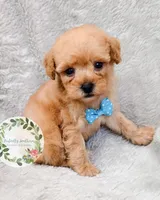 Blue bowtie boy, a male Poodle - Toy  for sale in Warrior, AL – 2 of 4