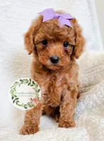 Purple bow girl, a female Cavapoo for sale in Warrior, AL – 2 of 4