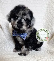 Blue Merle boy (Blue tie), a male Cavapoo for sale in Warrior, AL – 2 of 4