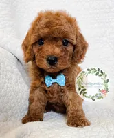 Blue bow boy, a male Cavapoo for sale in Warrior, AL – 1 of 4