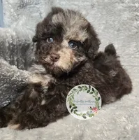 Merle boy , a male Poodle - Miniature  for sale in Warrior, AL – 4 of 5