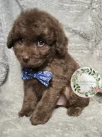 Blue bow tie boy, a male Poodle - Miniature  for sale in Warrior, AL – 2 of 3