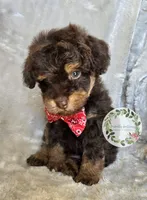 Phantom boy, a male Poodle - Toy  and Poodle - Miniature  for sale in Warrior, AL – 3 of 4