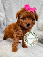 Pink bow girl, a female Poodle - Toy  for sale in Warrior, AL – 2 of 5