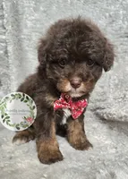 Red bow tie boy, a male Poodle - Miniature  for sale in Warrior, AL – 2 of 3