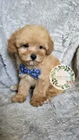 Blue bow boy, a male Poodle - Toy  for sale in Warrior, AL – 3 of 4