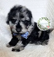 Blue Merle boy (Blue tie), a male Cavapoo for sale in Warrior, AL – 4 of 4