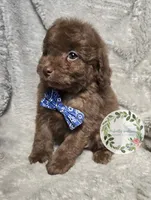 Blue bow tie boy, a male Poodle - Miniature  for sale in Warrior, AL – 3 of 3
