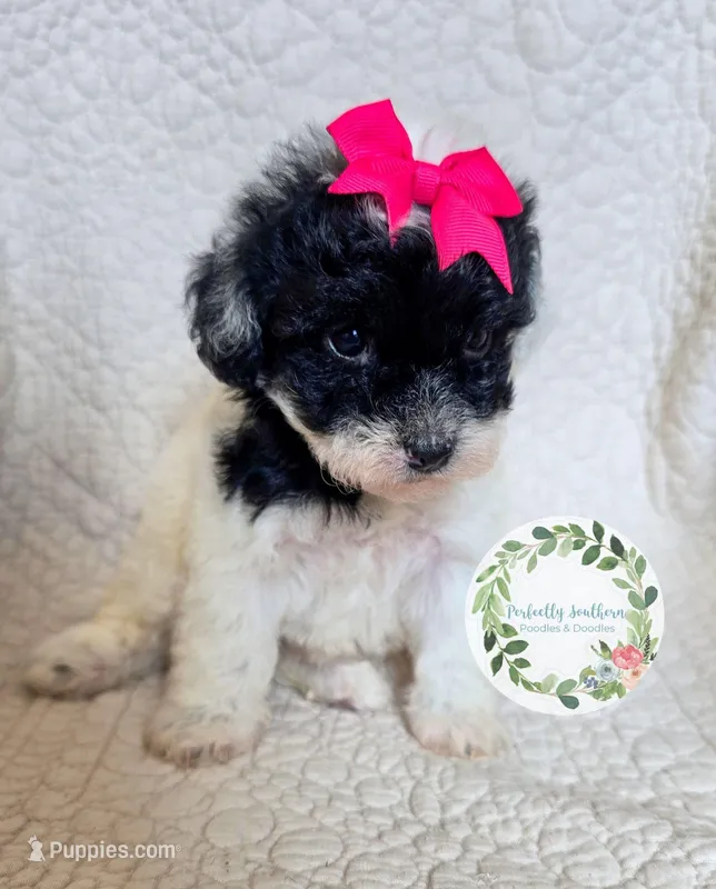 Parti girl – Cavapoo puppy for sale in Warrior, AL