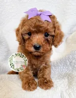 Purple bow girl, a female Cavapoo for sale in Warrior, AL – 1 of 4