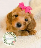 Pink bow girl, a female Cavapoo for sale in Warrior, AL – 3 of 4