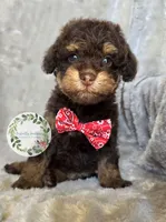 Phantom boy, a male Poodle - Toy  and Poodle - Miniature  for sale in Warrior, AL – 2 of 4