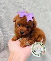 Purple bow girl, a female Poodle - Toy  for sale in Warrior, AL – 1 of 4