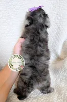 Blue Merle girl, a female Cavapoo for sale in Warrior, AL – 6 of 6