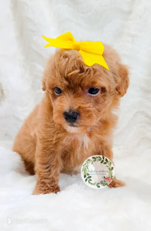 Yellow bow girl – Poodle - Toy  puppy for sale in Warrior, AL