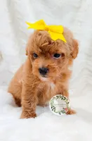 Yellow bow girl, a female Poodle - Toy  for sale in Warrior, AL – 1 of 3
