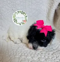 Parti girl, a female Cavapoo for sale in Warrior, AL – 4 of 4