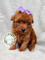 Purple bow girl, a female Poodle - Toy  for sale in Warrior, AL – 3 of 4