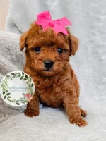 Pink bow girl, a female Poodle - Toy  for sale in Warrior, AL – 4 of 5