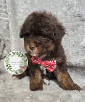 Red bow tie boy, a male Poodle - Miniature  for sale in Warrior, AL – 3 of 3