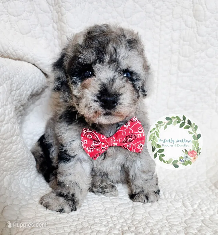 Merle boy (red tie) – Cavapoo puppy for sale in Warrior, AL