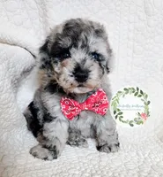 Merle boy (red tie), a male Cavapoo for sale in Warrior, AL – 1 of 4