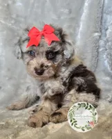 Red bow girl, a female Poodle - Toy  and Poodle - Miniature  for sale in Warrior, AL – 2 of 5