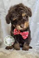 Phantom boy, a male Poodle - Toy  and Poodle - Miniature  for sale in Warrior, AL – 4 of 4