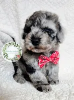 Merle boy (red tie), a male Cavapoo for sale in Warrior, AL – 2 of 4