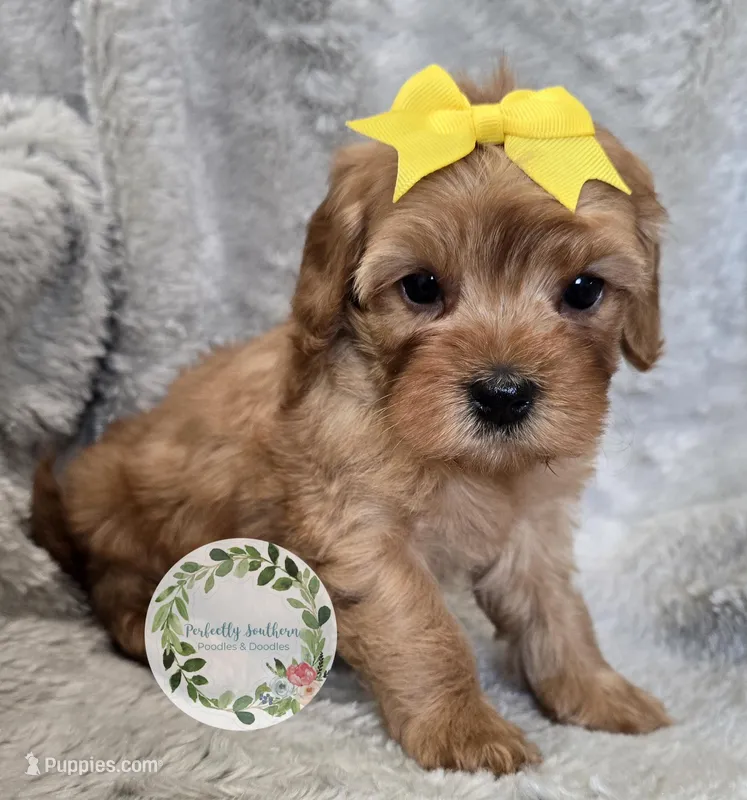 Yellow girl – Cavapoo puppy for sale in Warrior, AL