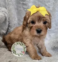 Yellow girl, a female Cavapoo for sale in Warrior, AL – Photo 1 of 2