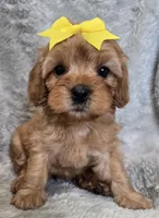 Yellow girl, a female Cavapoo for sale in Warrior, AL – Photo 2 of 2