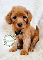 Black bow boy., a male Cavapoo for sale in Warrior, AL – 3 of 4