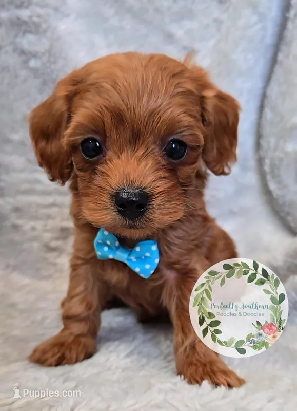Blue boy – Cavapoo puppy for sale in Warrior, AL