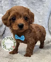 Blue boy, a male Cavapoo for sale in Warrior, AL – Photo 2 of 2