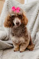 Snickers, a female Poodle - Toy  for sale in Warrior, AL – Photo 2 of 2
