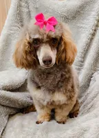 Snickers, a female Poodle - Toy  for sale in Warrior, AL – Photo 1 of 2