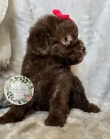 Pink bow girl, a female Poodle - Toy  and Poodle - Miniature  for sale in Warrior, AL – 3 of 4
