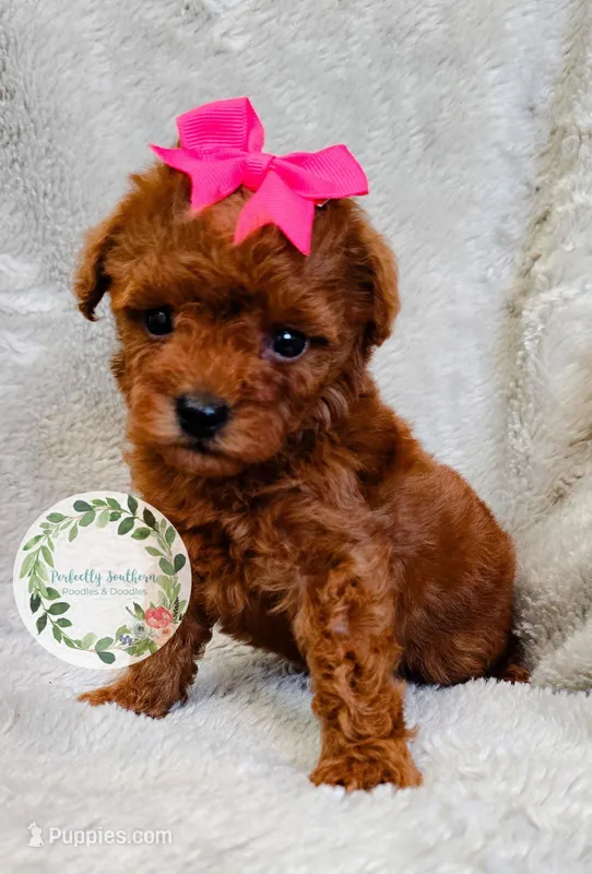 Pink bow girl – Poodle - Toy  puppy for sale in Warrior, AL