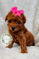 Pink bow girl, a female Poodle - Toy  for sale in Warrior, AL – 1 of 5