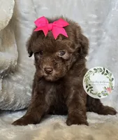 Pink bow girl, a female Poodle - Toy  and Poodle - Miniature  for sale in Warrior, AL – 4 of 4
