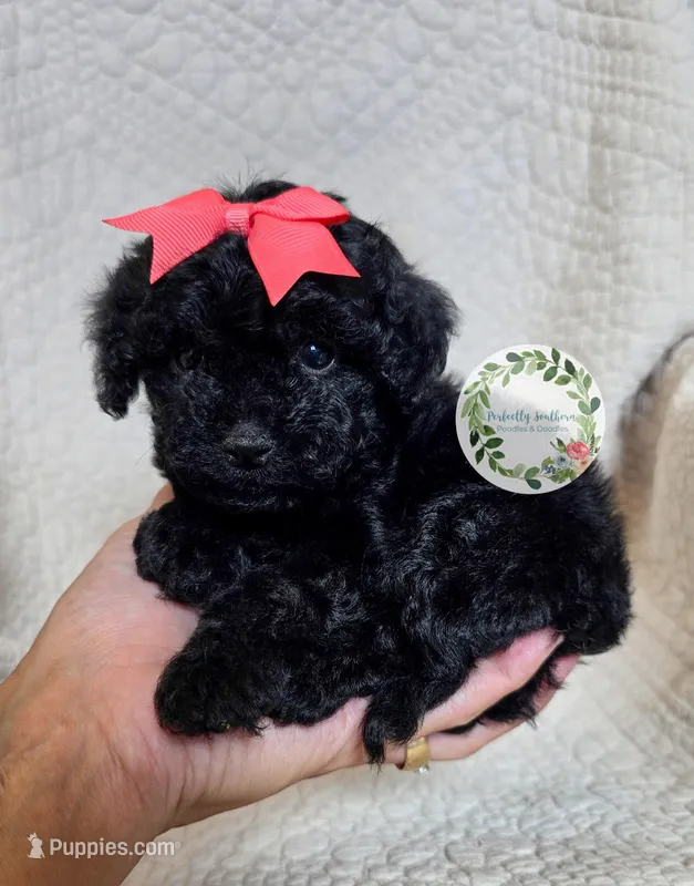 Peach bow girl – Cavapoo puppy for sale in Warrior, AL