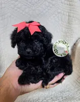 Peach bow girl, a female Cavapoo for sale in Warrior, AL – 1 of 4